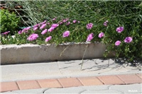 458e134f-IMG_7292 delosperma.jpg
